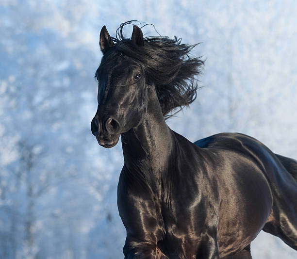 istock Black purebred stallion - portrait in motion 507628532