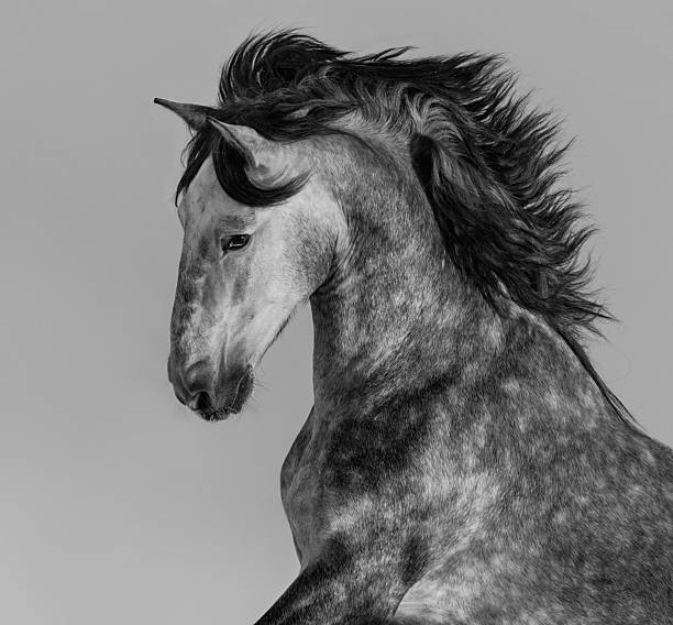 istock Dapple-grey Andalusian stallion - portrait in motion 507628630