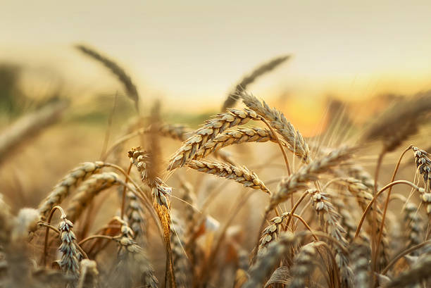 trigo no início da luz solar - fotos de wheat imagens e fotografias de stock