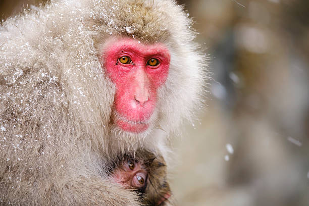 Japanese Snow Monkey Mother in the Wild A wild adult Japanese Macaque Monkey (Snow Monkey) mother with her baby, photographed in the wild during winter near Nagano, Japan. serious monkey stock pictures, royalty-free photos & images