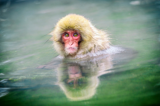 A wild young Japanese Macaque Monkey (Snow Monkey) bathing, photographed in the wild during winter near Nagano, Japan.