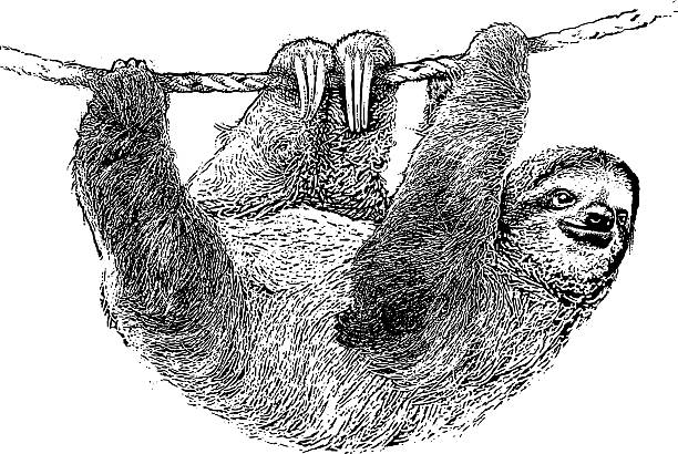 Happy Sloth Climbing On A Rope Engraving illustration of a happy Sloth climbing on a rope. This is a rescued Sloth that lives in the backyard of the family that saved it when it's mother was killed by accident. sloth stock illustrations