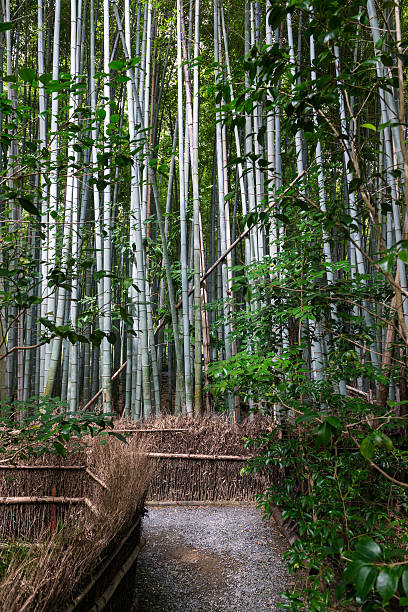 경로 내부 대나무 숲 in 교토부 - footpath single lane road bamboo bamboo shoot 뉴스 사진 이미지
