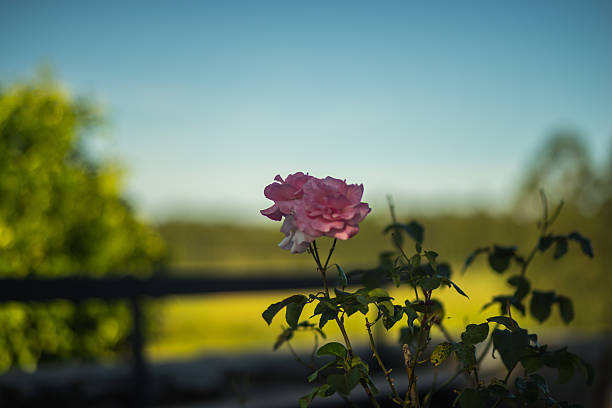 istock Flower in a Uruguay Vineyard 507634858