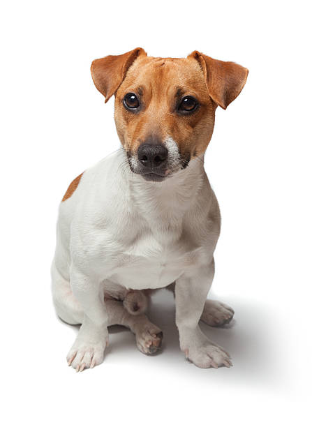 istock Dogs puppy isolated on white background. Jack Russell Terrier 507635236