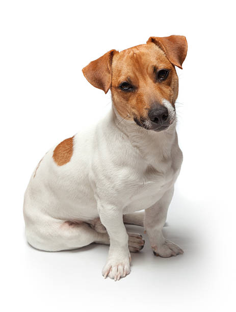 istock Dogs puppy isolated on white background. Jack Russell Terrier 507635358
