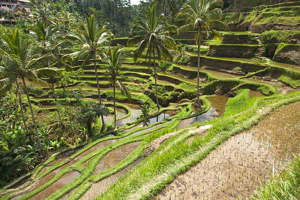 istock Bali Rice paddy and Palm 507635468
