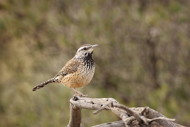 Cactus Wren Campylorhynchus brunneicapillus - state bird of Arizona.