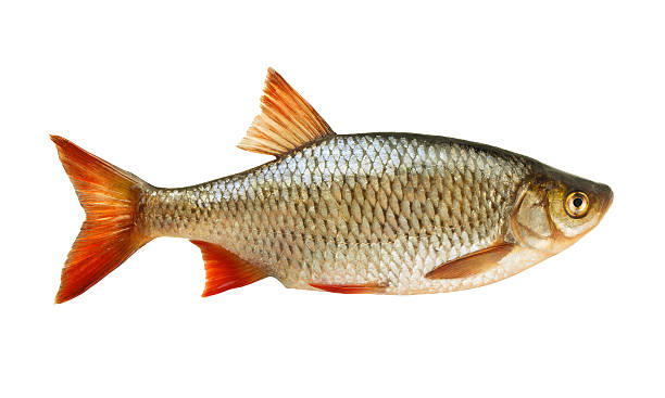 Rudd Common rudd (Scardinius erythropthalmus) isolated on white rudd fish stock pictures, royalty-free photos & images
