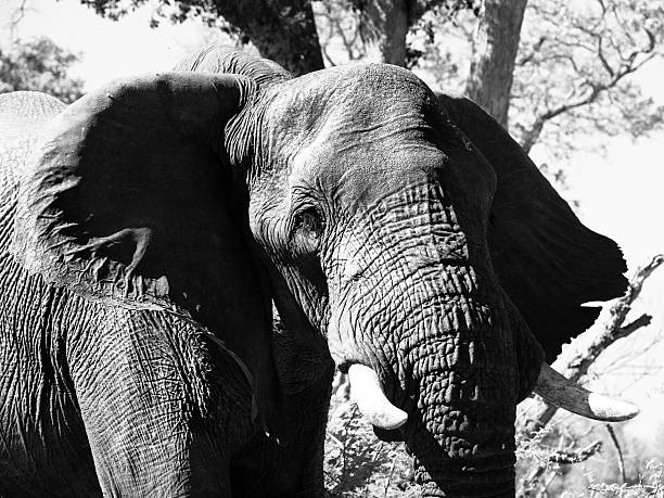 istock Portrait of large african elephant 507635938