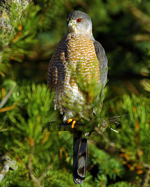 Sharp-shinned hawk In Pine Tree Sharp-shinned hawk. Taken in Teton NP. accipiter striatus stock pictures, royalty-free photos & images