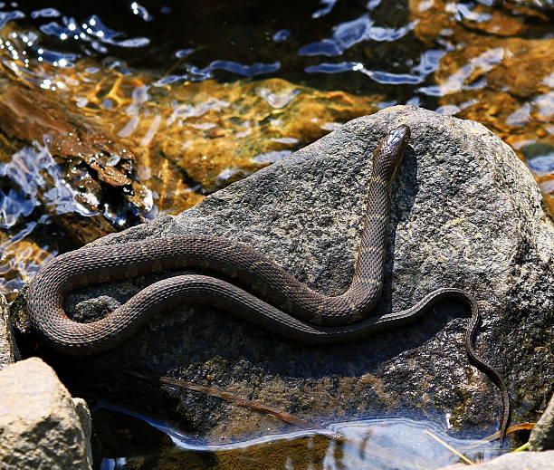 istock Northern Water Snake 507636590