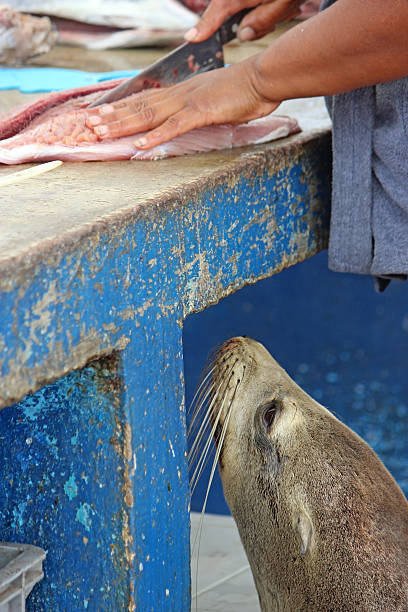 istock Sea Lion Begging 507636644