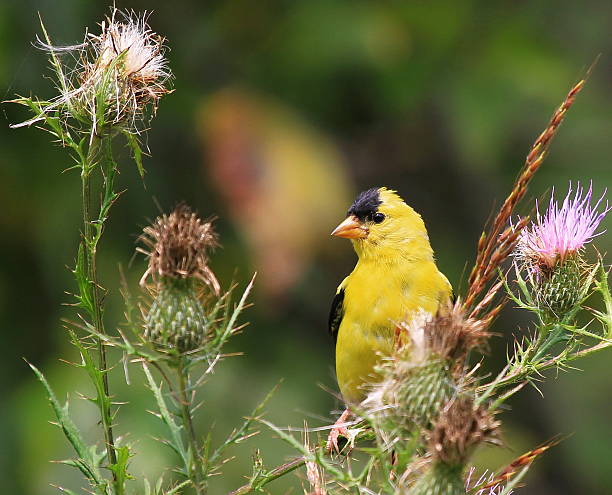 istock Male American Goldfinch 507636686