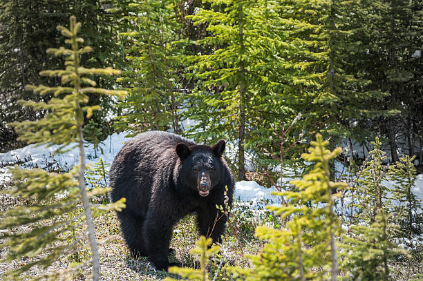 black bear front view stock photo