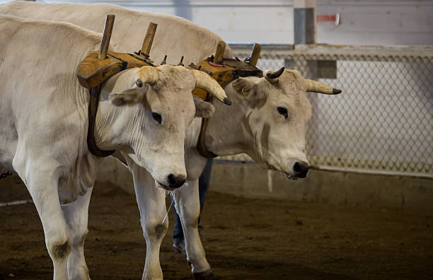 oxen puxando em fair - oxen yoke - fotografias e filmes do acervo