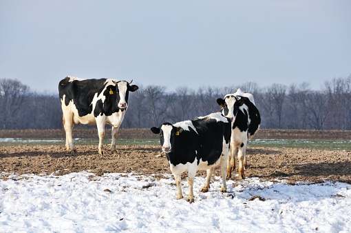 Three cows standing in the snow on the hillside.
