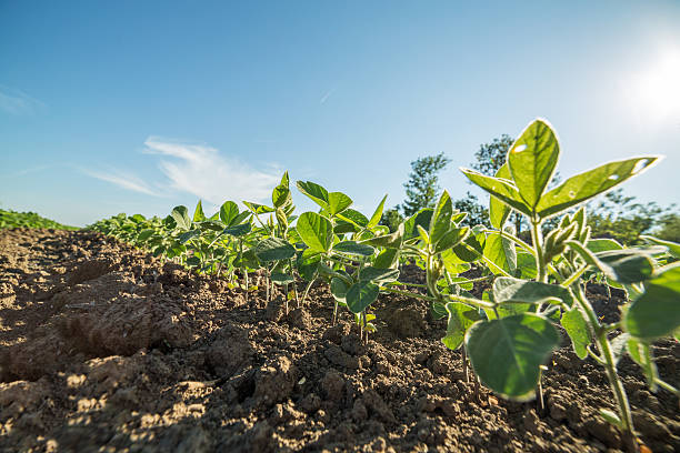 istock Green soybean plants close-up shot, mixed organic and gmo 507640102