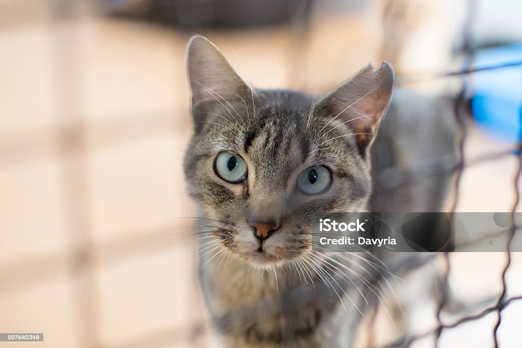 Caged tabby cat Caged tabby cat in shelter Domestic Cat Stock Photo