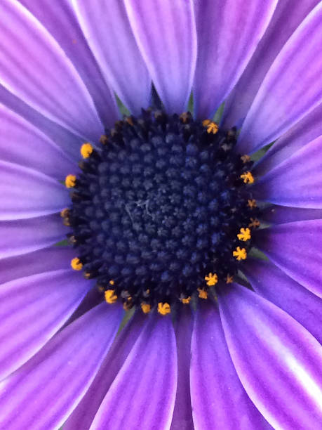 istock Royal Miss Daisy, Macro, Purple 507640378