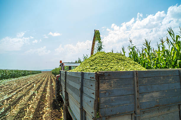 recolección de ensilaje maíz de maíz - silage field hay cultivated land fotografías e imágenes de stock