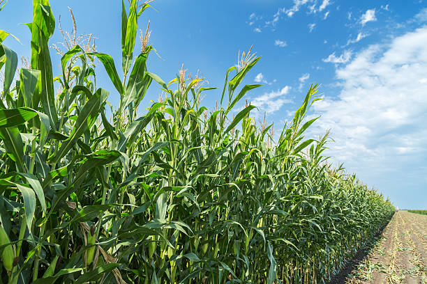 istock Corn maize green stems unripe on field 507640560