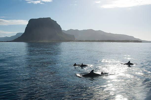 Pod of dolphins swim in calm bay, Maldives