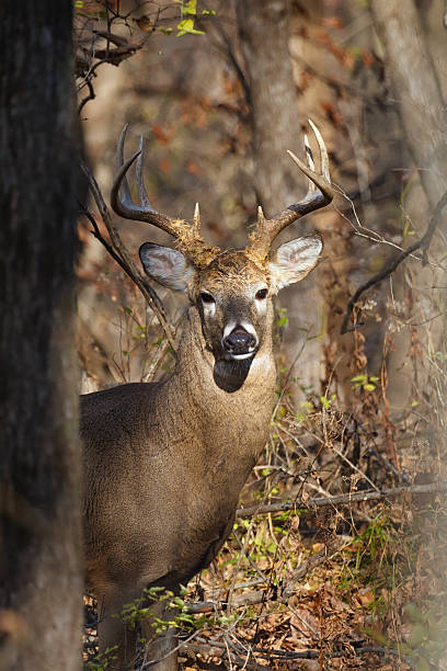 istock White-tailed eight-point buck in woods 507640888