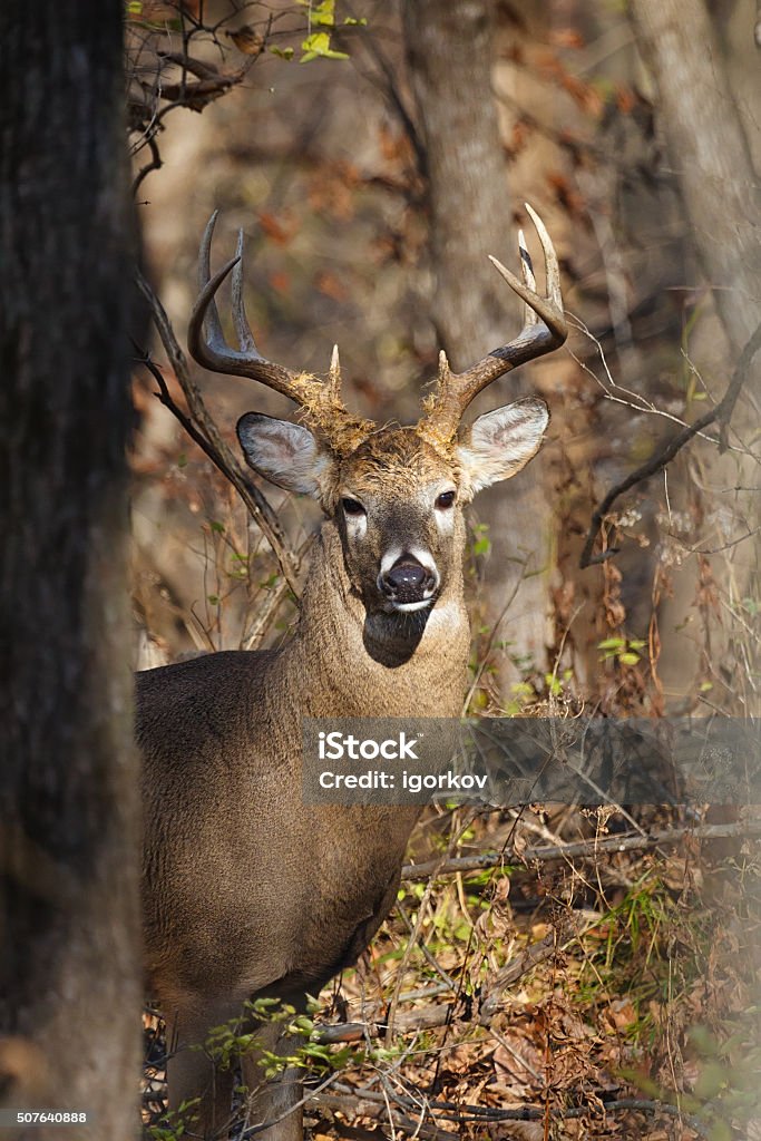 White-tailed eight-point buck in woods A photo of a male white-tailed (whitetail) deer with eight-point antlers peering through trees and branches in woods during the rut. The deer is looking straight at the camera. The photo was taken in Iowa (U.S. Midwest). Stag Stock Photo