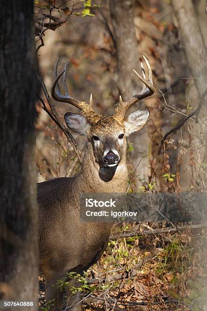 Whitetailed Eightpoint Buck In Woods Stock Photo - Download Image Now - Stag, Common Whitetail Dragonfly, Deer