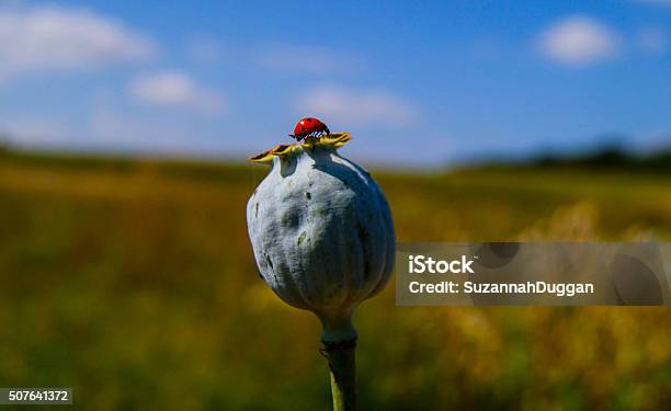 Ladybird Stock Photo - Download Image Now - Agricultural Field, Beetle, Blue