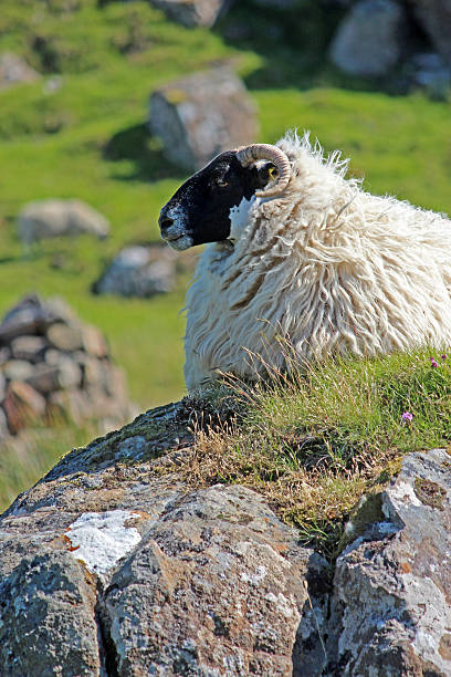 istock Black Face Sheep on High Ground, Scotland 507642660