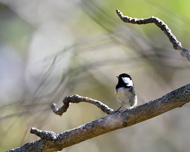 istock Wild bird in Hokkaido 507643102