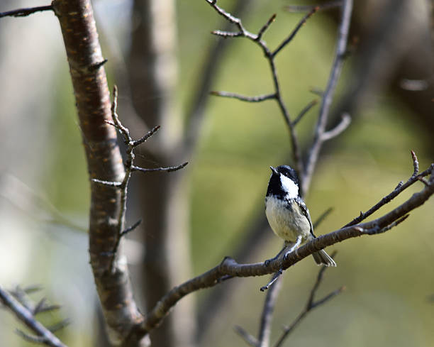 istock Wild bird in Hokkaido 507643320