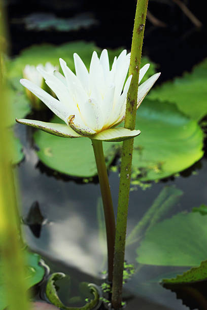 istock White lotus flower rot in nature. 507649867