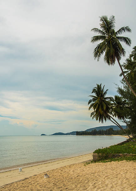 Coconut tree on sand beach in cloudy day, Thailand