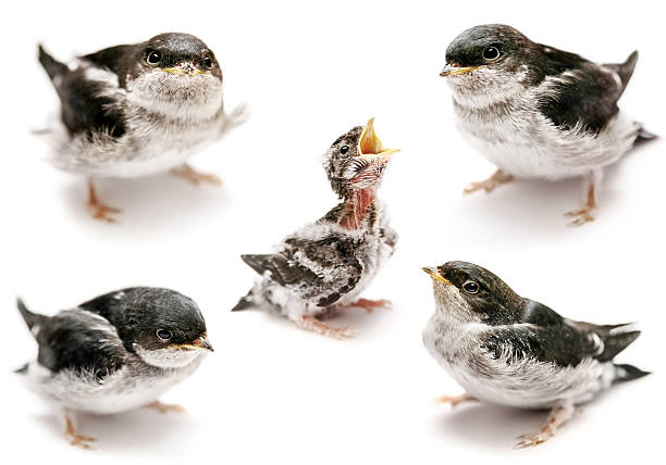 istock Sand Martin swallow on white 507650495