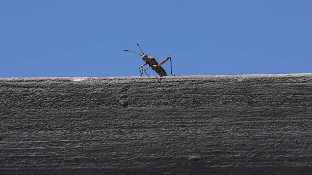 Funny Monster Grasshopper stock photo