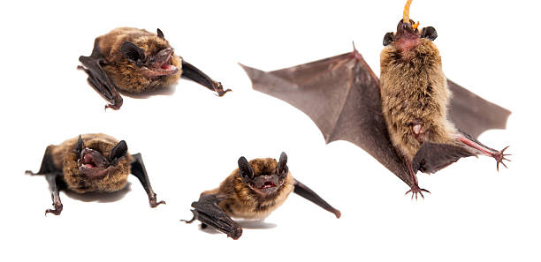 istock Set of Northern bat on white. 507651779