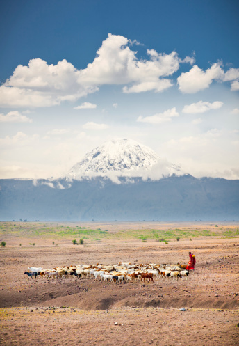 Masai herders  herd  in savannah with a snow covered Mount Kilimanjaro in the background. Tanzania. Africa.