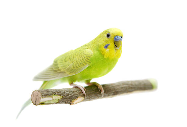 istock Budgie female on white 507652273
