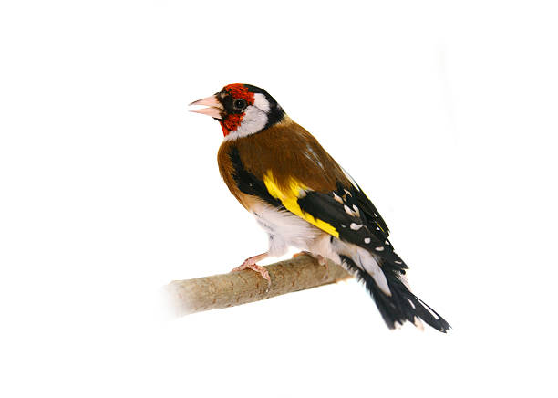 istock European goldfinch on white 507652309