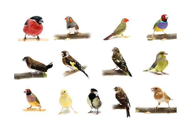 istock Group of small birds on white 507652311