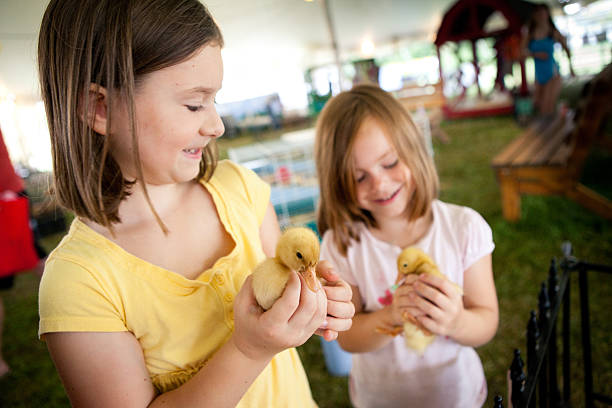 duas irmãs segurando ducklings na feira agrícola - fun simplicity children only color image - fotografias e filmes do acervo