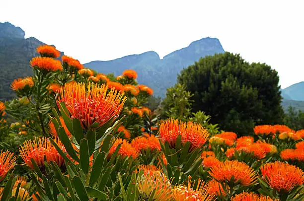 Proteas in Kirstenbosch Botanical Garden with Table Mountain in background. Cape Town, South Africa