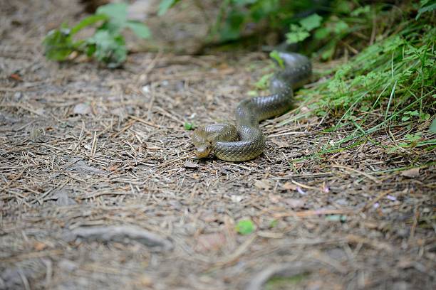 istock Aesculapian snake in its natural habitat 507652791