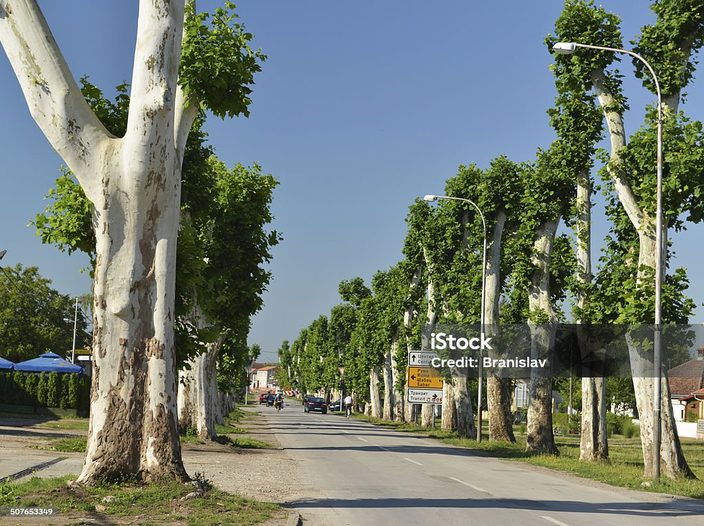 Straße mit Bäumen - Lizenzfrei Beschnittene Hecke Stock-Foto