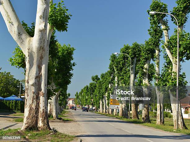 Straße Mit Bäumen Stockfoto und mehr Bilder von Beschnittene Hecke - Beschnittene Hecke, Stadt, Baum