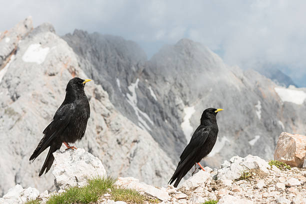 istock Pair of alpine choughs 507653403