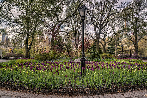 istock Spring in Central Park, New York City 507654003